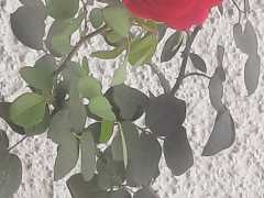 WhatsApp-Image-2025-02-27-at-00.14.26-1